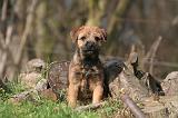 BORDER TERRIER 122